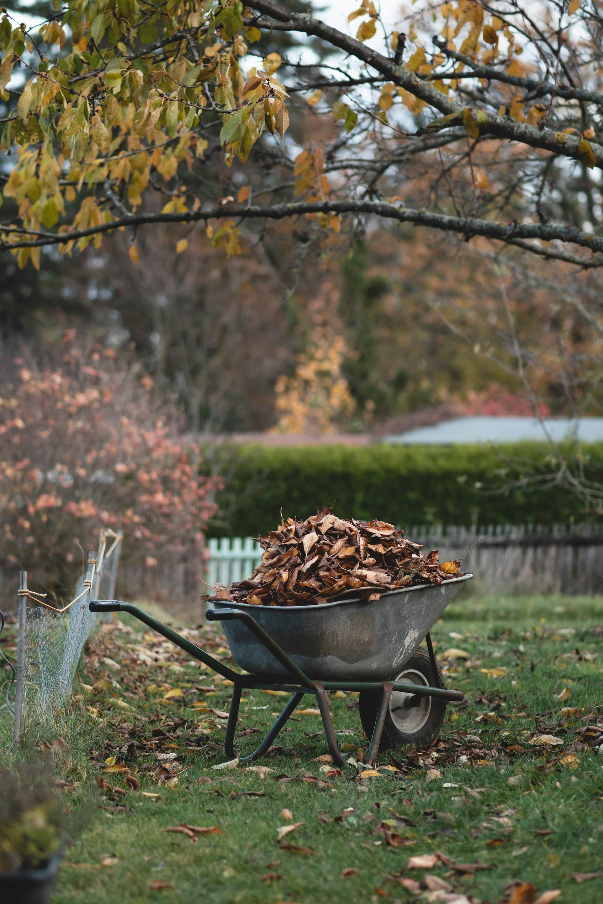 Spring & Fall Cleanups